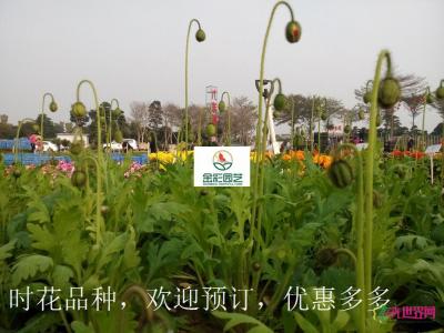 虞美人
