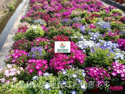 瓜叶菊