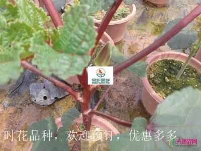 秋葵