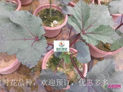 秋葵