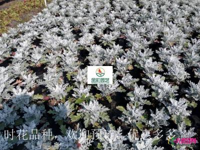 银叶菊